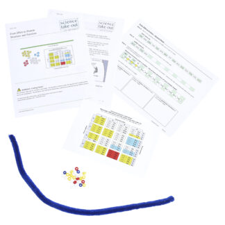 From DNA to Protein Structure and Function