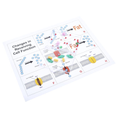 Cell Communication - Image 3